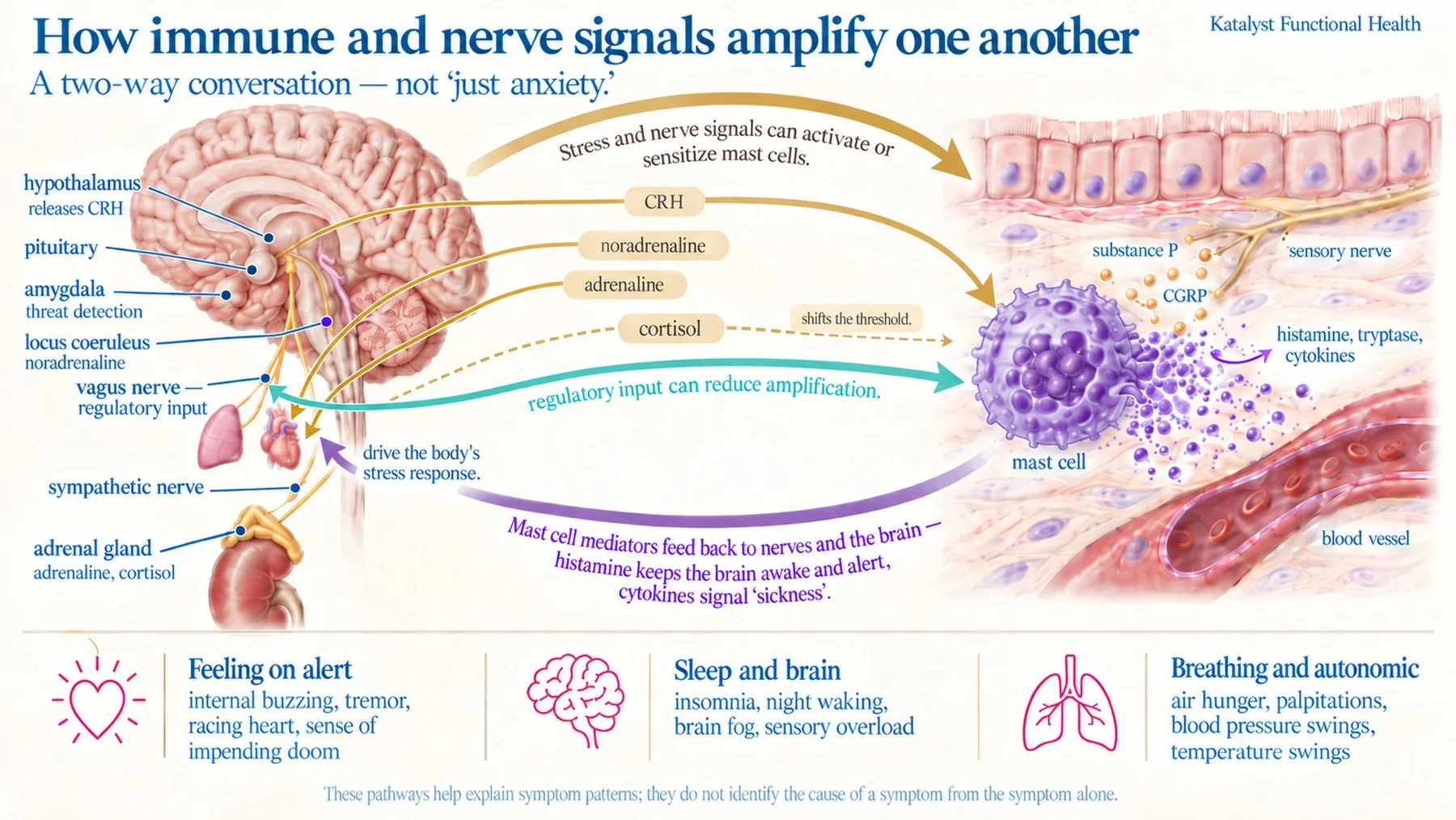 Brain, stress signals and mast cell two-way loop with symptom clusters