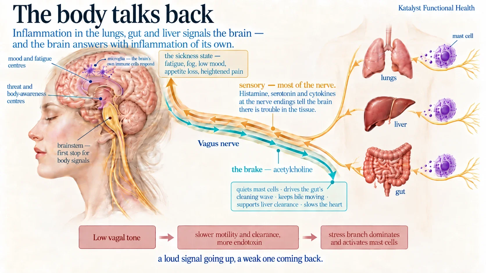The vagus nerve carrying sensory signals from lungs, gut and liver up to the brain, and the acetylcholine brake back down